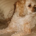 Buddy