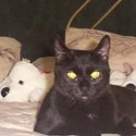 Merlin