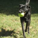 Cricket
