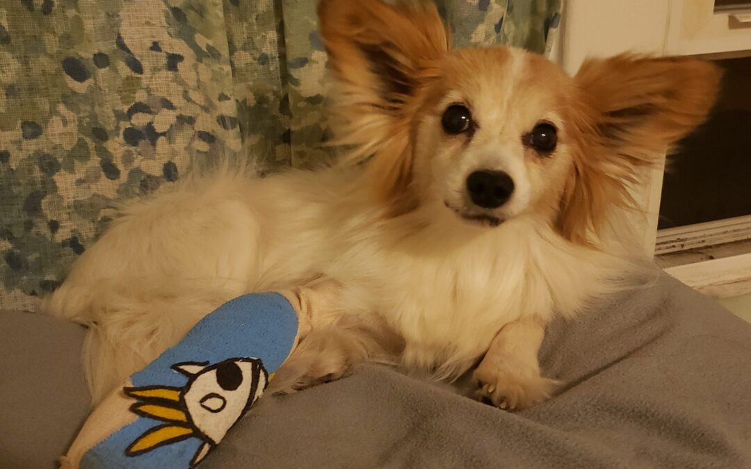Bandit
