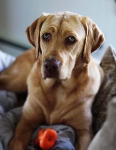 Milly's Mission, picture of Milly, a 16 month old lab who sadly passed away.